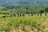 Aromatik Bitki Bahçelerine Anne Eli Degdi