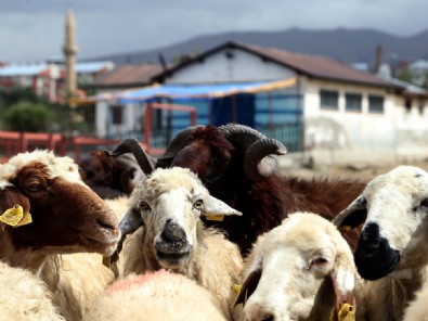 Diyanet vekalet yoluyla kurban kesim bedelini açıkladı!