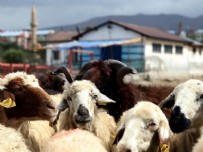 Diyanet vekalet yoluyla kurban kesim bedelini açıkladı!