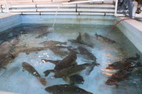 Sagimi Yapilan Sazanlardan Üretilen 5 Milyon Yavru Göllere Salinacak