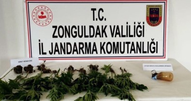 Zonguldak 28 Kök Kenevir Bitkisi Ele Geçirildi