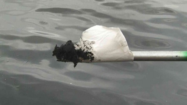 Sahil simsiyah oldu: Hayvan gübresinin atıldığı yerde şoke eden görüntü