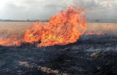 Bugday Tarlasi Alev Alev Yandi, Çiftçi Mahsulü Hasat Ederek Kurtarmaya Çalisti