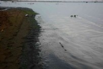 Sahil simsiyah oldu: Hayvan gübresinin atıldığı yerde şoke eden görüntü