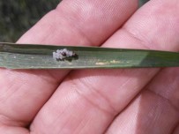 Yaklasik 2 Milyon Dekarlik Alanda 69 Teknik Elemanla Süne Sürveyi Yapildi