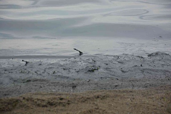 Sahil simsiyah oldu: Hayvan gübresinin atıldığı yerde şoke eden görüntü