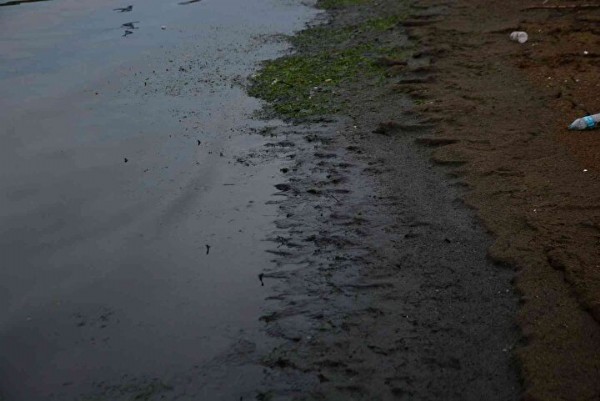 Sahil simsiyah oldu: Hayvan gübresinin atıldığı yerde şoke eden görüntü
