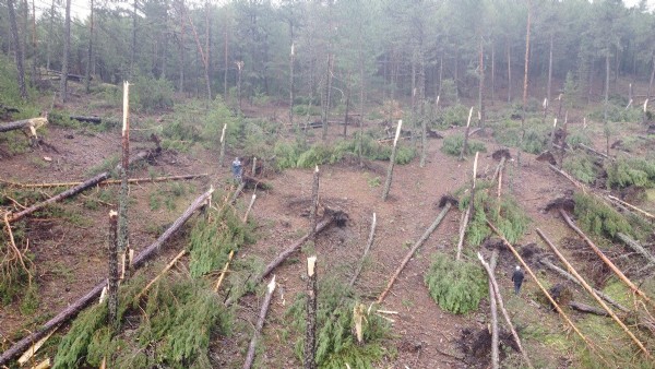 Kütahya'da fırtına: Yüzlerce çam ağacı devrildi