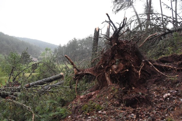 Kütahya'da fırtına: Yüzlerce çam ağacı devrildi