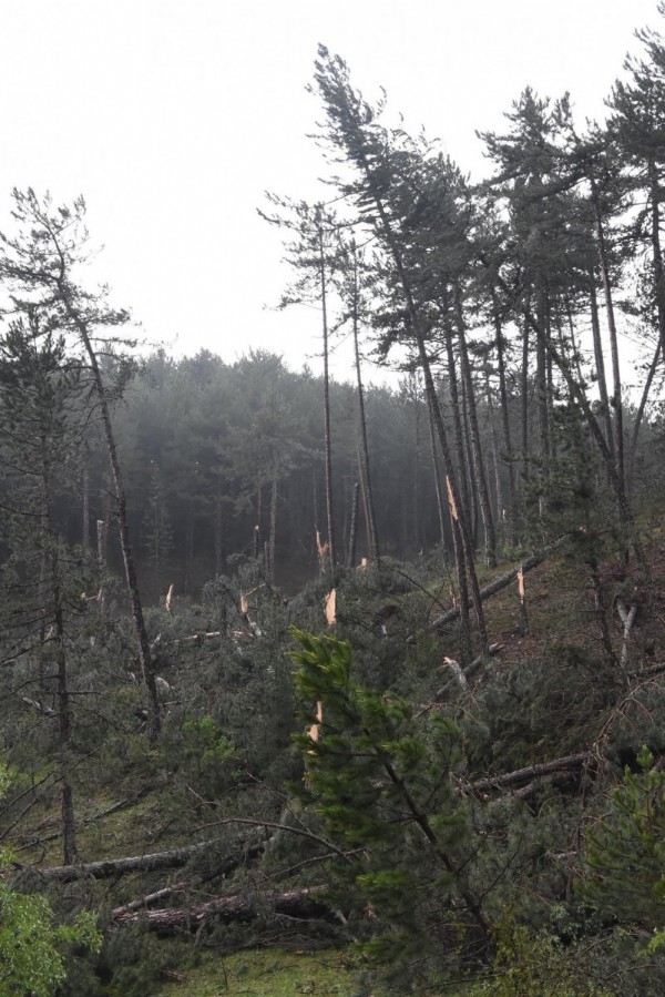 Kütahya'da fırtına: Yüzlerce çam ağacı devrildi