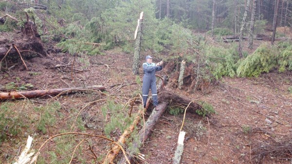 Kütahya'da fırtına: Yüzlerce çam ağacı devrildi