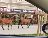 Bursa'da Basibos Atlar Yollarda Cirit Atiyor