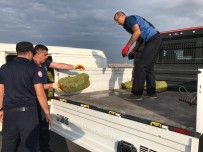 Sahil Hatlarinda Kaçak Avlanilan 1,5 Ton Kara Midye Ele Geçirildi