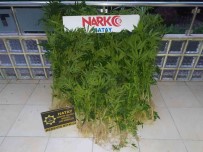 Hatay'da Uyusturucu Operasyonu