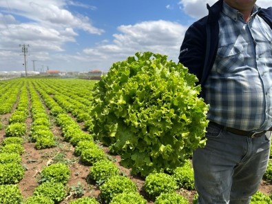 (ÖZEL) Tarladan 1,5 Liraya Çikan Marul Marketti 7-8 Lira