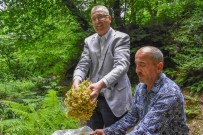 Bursa'nin Dünyaca Ünlü Ihlamur Ormanlarinda Hasat Basladi