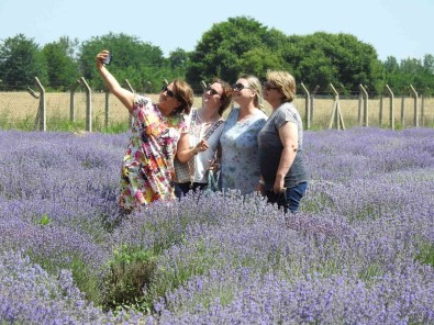 Edirne'de 'Lavanta Tarla Günleri' Renkli Görüntülerle Basladi
