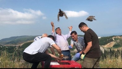Yalova'da Dogaya 850 Keklik Salimi Yapildi
