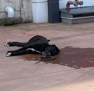 Köpekleriyle Kavga Etti Diye Karsi Firmanin Köpegini Döverek Öldürdüler