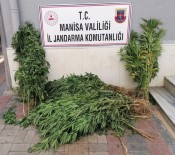 Manisa'da Iki Ilçede Kenevir Operasyonu