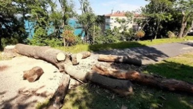 İBB'ye 'izinsiz ağaç kesimi'nden idari para cezası kesildi