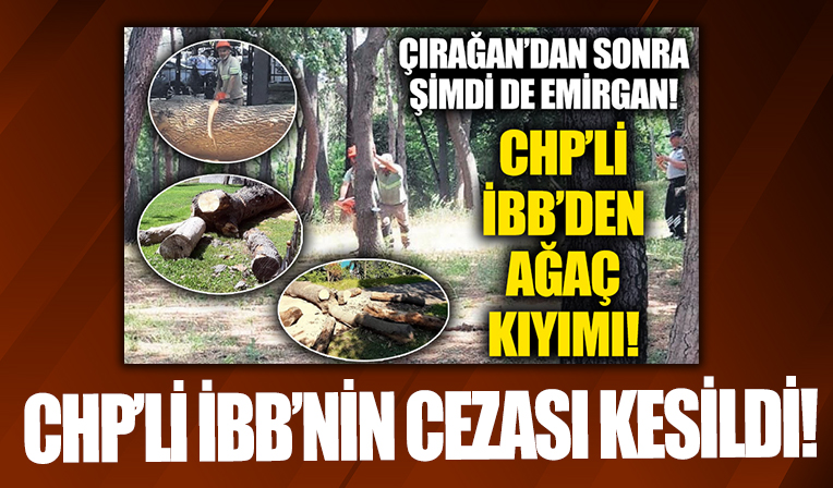 İBB'ye 'izinsiz ağaç kesimi'nden idari para cezası kesildi