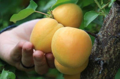 Kayisida Çagataybey Farki