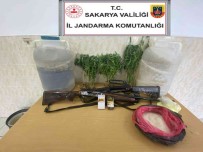 Sakarya'da Yasadisi Kenevir Operasyonu Açiklamasi 1 Gözalti