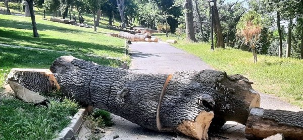 İşte İBB'nin ağaç katliamın belgesi! Çevreciler yine suspus