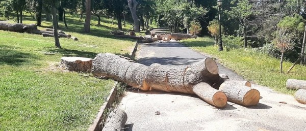 İşte İBB'nin ağaç katliamın belgesi! Çevreciler yine suspus