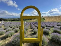 Tarlasinin 5 Dönümünü Lavanta Bahçesine Çevirdi, Ilgi Odagi Oldu