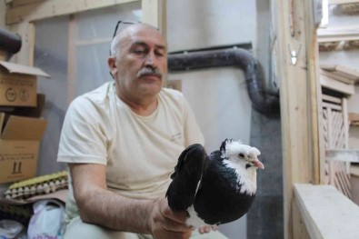 Türk Fisildayicisi Olarak Kayitlara Geçen Bayburt Güvercini Ilgi Çekmeye Devam Ediyor