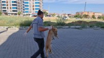 Izmir'de Zehirlenen Kedi Ve Köpekler Telef Oldu