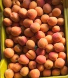 Mut'ta Iskarta Kayisi Üreticiyi Sevindirdi