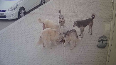 Van'da 5 Köpek Kediyi Parçalayarak Öldürdü