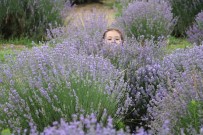 Edirne'de Mor Lavanta Tarlalari Ziyaretçilerini Agirladi