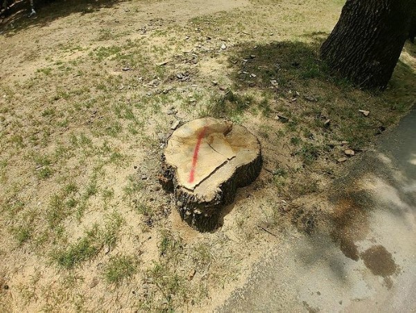 İBB'nin tebligat yalanı tutmadı! 54 ağacı katleden İBB'ye tepki: İstanbul'un ağacına yeşiline savaş açıldı