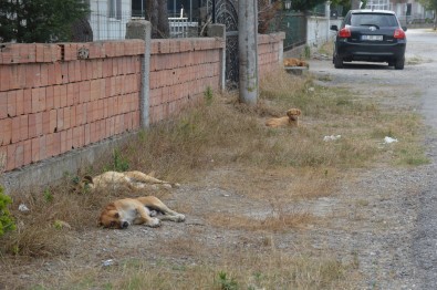 Çocuk Parki Yaninda Sokak Köpeklerinin Saldirisina Ugradi