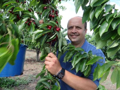 (ÖZEL) 5 Ülkeye Ihracati Yapilan 'Napolyon' Cinsi Kirazin Hasadina Baslandi