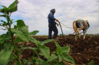 Diyarbakirli Çiftçi Kara Sabandan Vazgeçemiyor