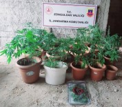 Jandarmadan Kenevir Operasyonu Açiklamasi 2 Gözalti