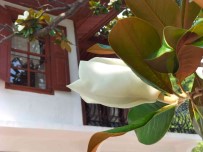 Köycegiz'de Bulunan En Büyük Manolya Agaci Çiçek Açti