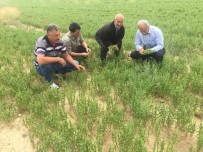 Kulu'da Bu Yil Mercimek, Nohut Ve Kimyonda Yüksek Rekolte Bekleniyor