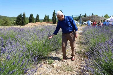 Büyüksehir'in Lavanta Senligi Basliyor