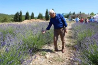 Büyüksehir'in Lavanta Senligi Basliyor