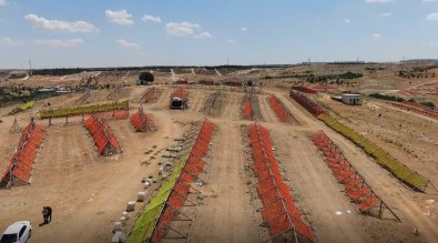 Gaziantep'te Sezonun Ilk Kurutmaliklari Günese Birakildi