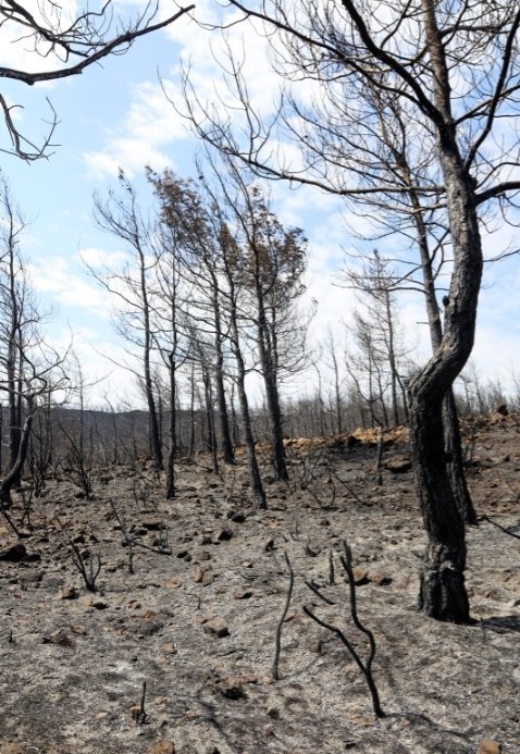 Marmaris'te küle dönen ormanlık alan havadan görüntülendi! 4 bin 500 hektar orman yok oldu