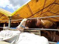 180 Kiloluk Minik Büyükbas 'Çakir' Alicisini Bekliyor