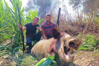 250 Kiloluk Dev Domuz, Avcilar Tarafindan Vuruldu