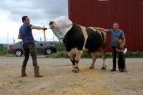 Bir Ton 220 Kilogram Agirligindaki Dev Tosun, 72 Bin 500 Liraya Alicisini Buldu